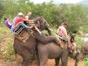 elephant rides.jpg