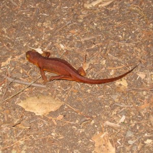 3_newt