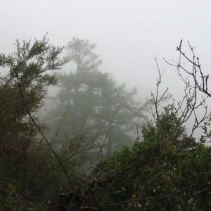 4_fogy_tree