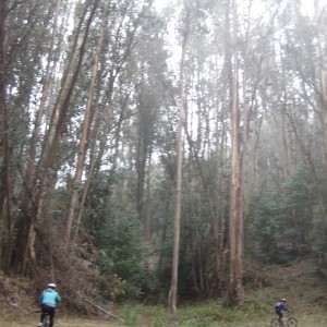 Lake Chabot-in the forest of giant eucalyptus trees