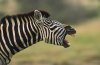 zebra bite.jpg